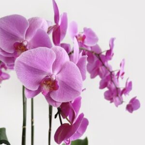 Huntaway 10 Ply Orchid