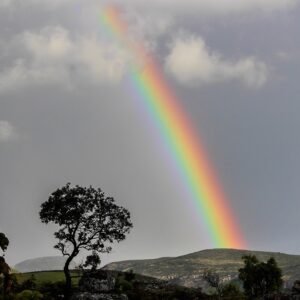 Fetch Sock Minis: Advent Calendar 2024 – Nature’s Remarkable Rainbow
